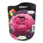 ROSAL GHITA ROSA OLOROSO