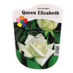 ROSAL QUEEN ELIZABETH BLANCO