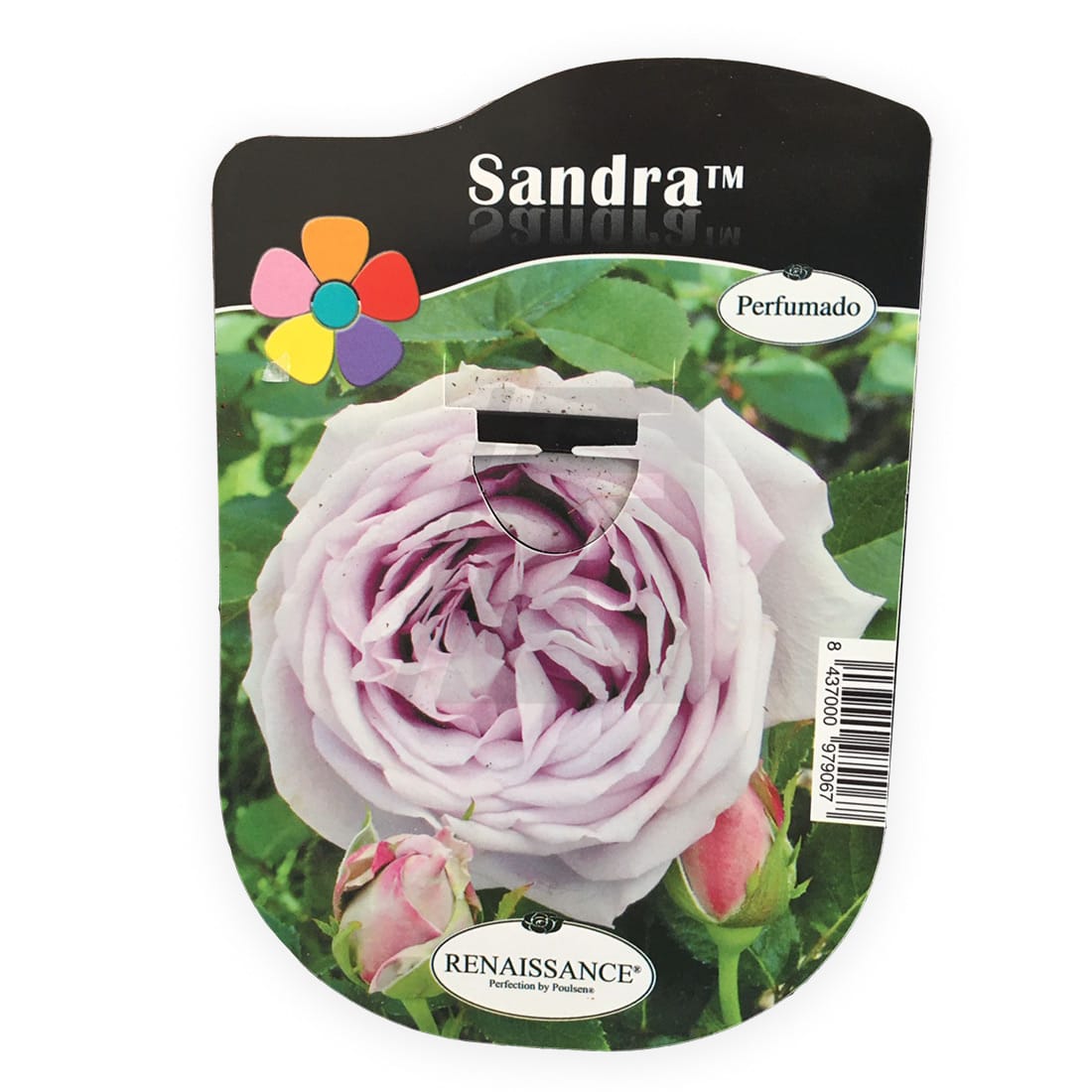 sandra-rosal ROSAL SANDRA MALVA OLOROSO - Imagen 1
