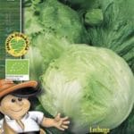 LECHUGA ICEBERG ECOLOGICO