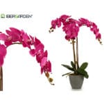 ORQUIDEA FUCSIA M CONICA GRIS 78