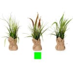PLANTA MARRON SACO JUNCO 46 CM