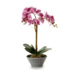 ORQUIDEA M. CONICA JAPEADA 58 CM