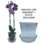 MACETA VIDRIO LISA 13X12 CM