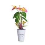 PLANTA LIRIO ROSA