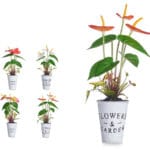 PLANTA LIRIO ROSA - Imagen 3