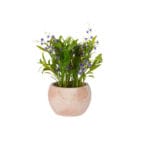 MACETA TERRA. ANCHA FLOR LILA