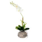 ORQUIDEA BLANCA MACETA BAJA