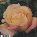 ROSAL ANTIGONE BICOLOR