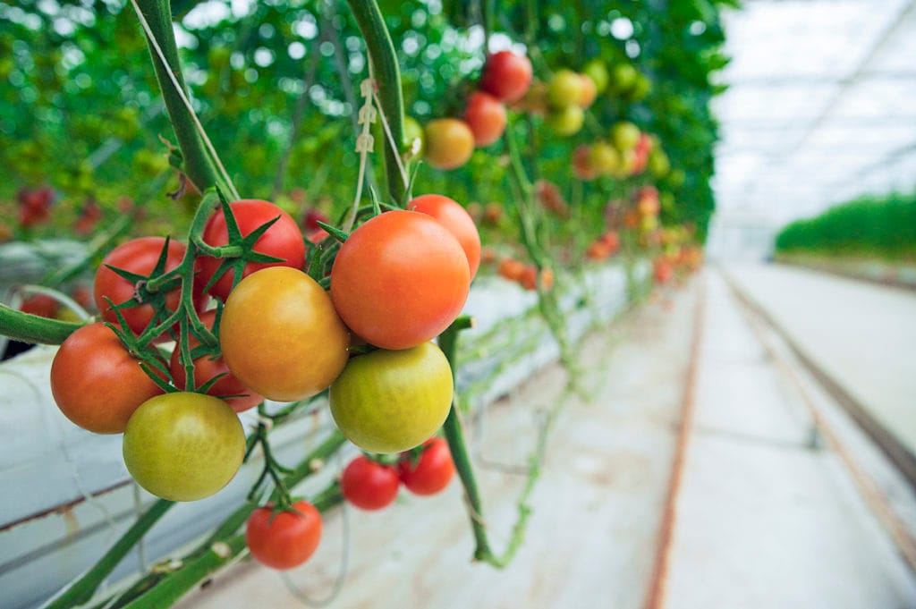 green yellow red tomatoes hanged from their plants inside greenhouse close view