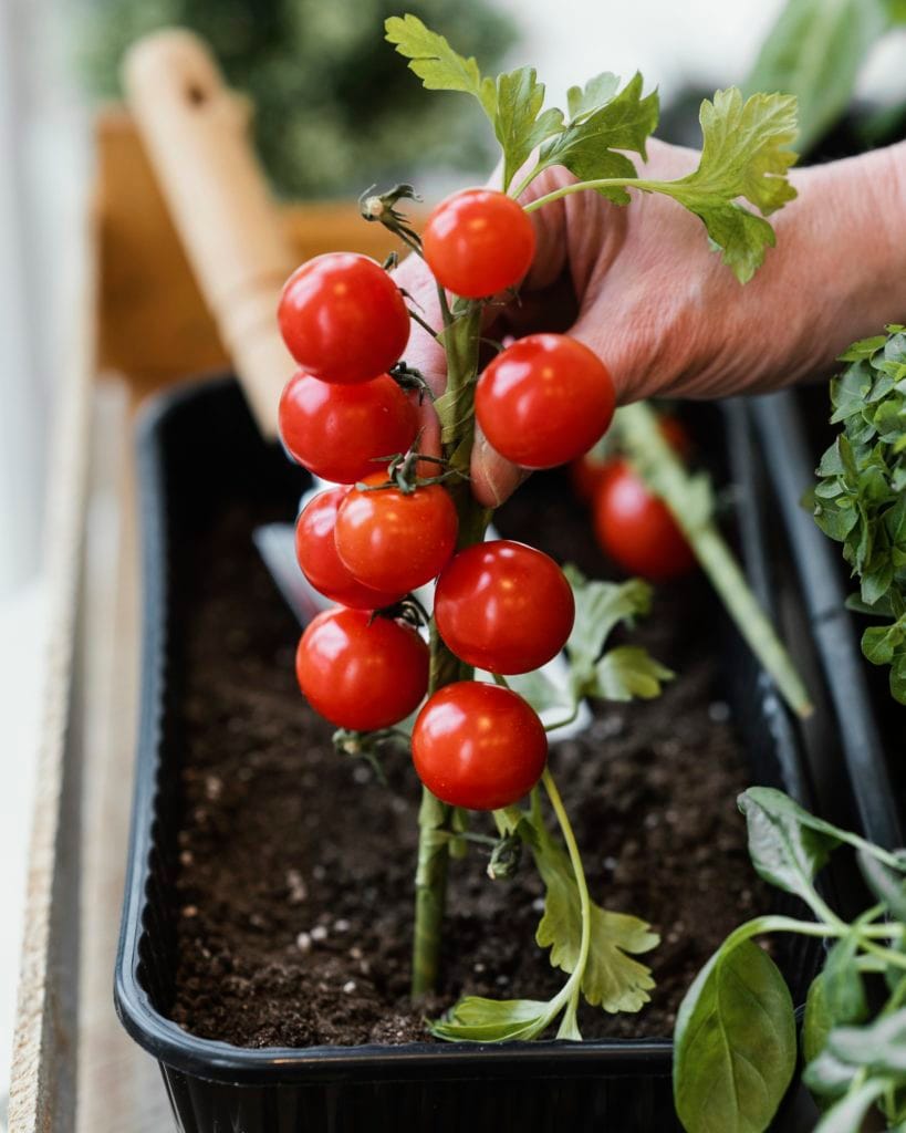 side view woman planting tomatoes soil