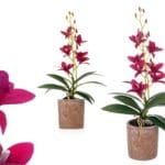 ORQUIDEA MORADA 50 CM TERRACOTA