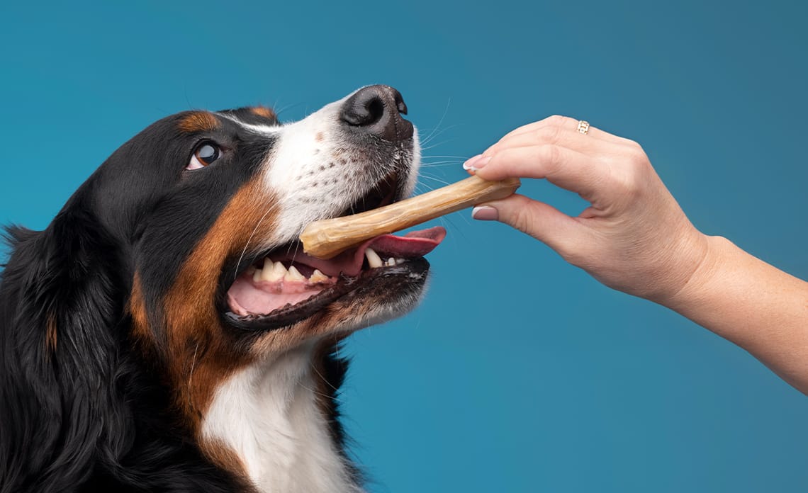 blog snack dental perros