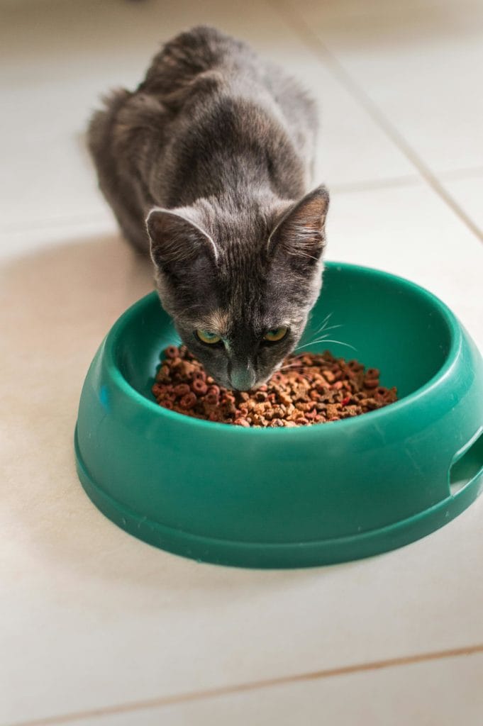 gato comiendo, comida, comida de gato
