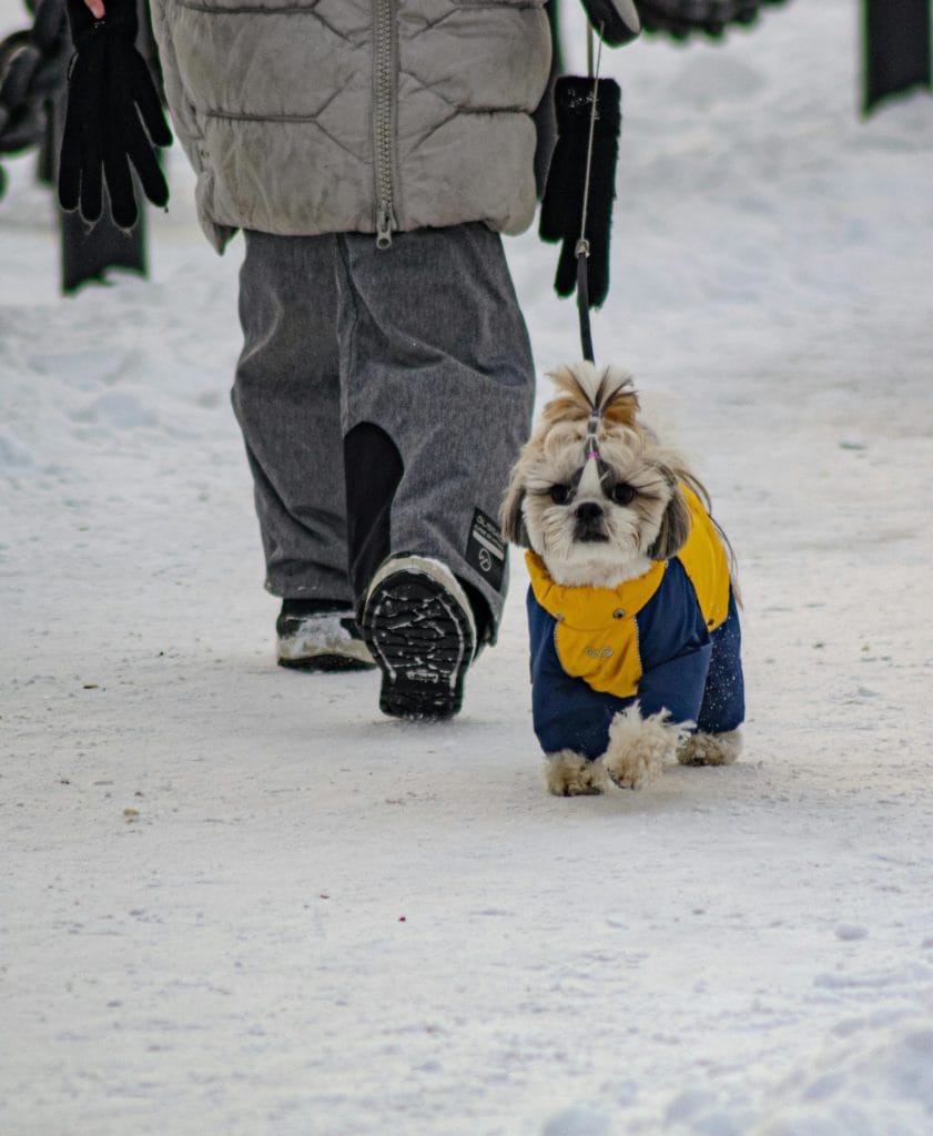 perro invierno, abrigos, ropa de invierno