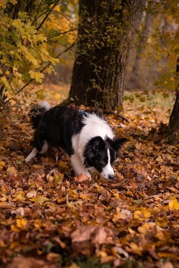 disparo vertical perro blanco ne