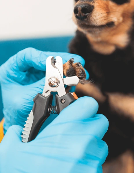 process cutting dog claw nails 600nw 2431319605