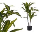PLANTA HOJA ANCHA 90 CM - Imagen 2