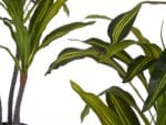 PLANTA HOJA ANCHA 90 CM - Imagen 3