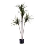 PLANTA HOJA ESTRECHA 140 CM