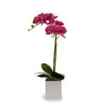 ORQUIDEA M. CUADRADA MORADA 51 C