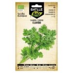 CILANTRO Coriandrum sativum