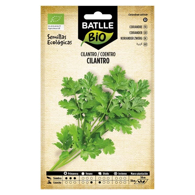 CILANTRO Coriandrum sativum