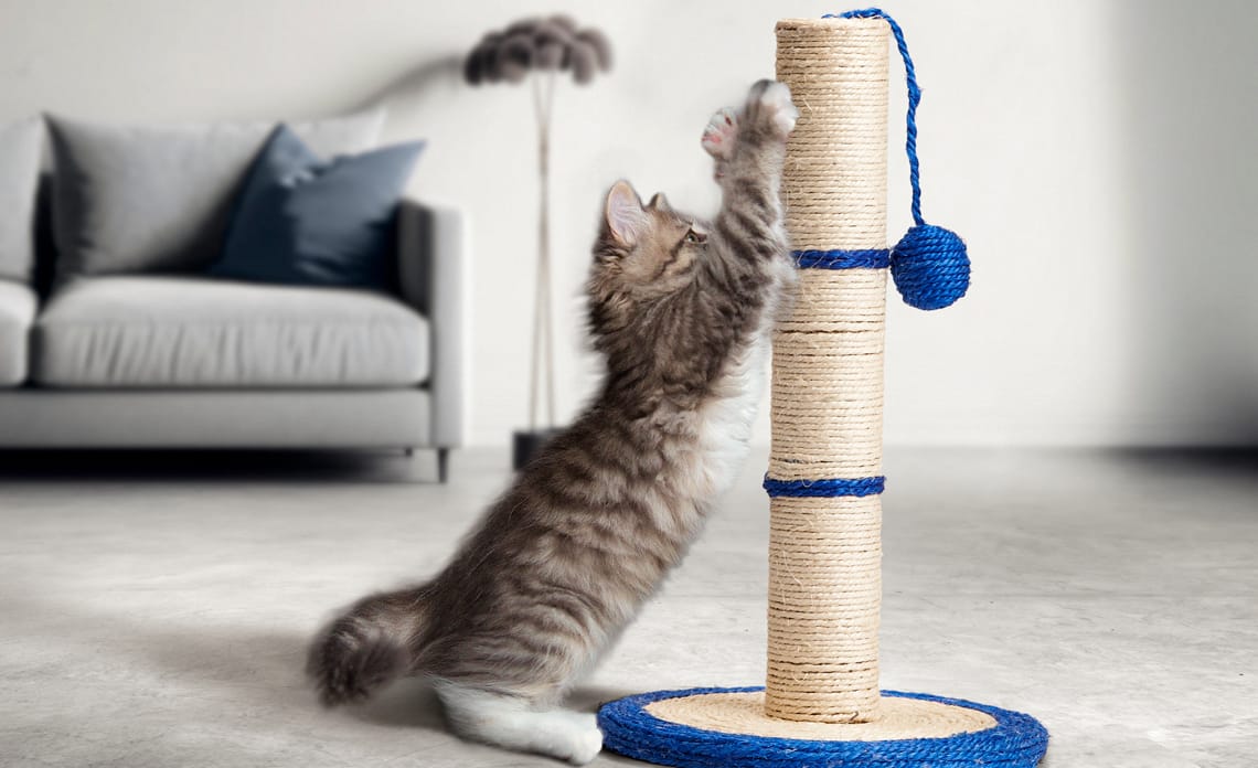 blog portada rascador gato