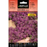 ALISO ANUAL VIOLETA