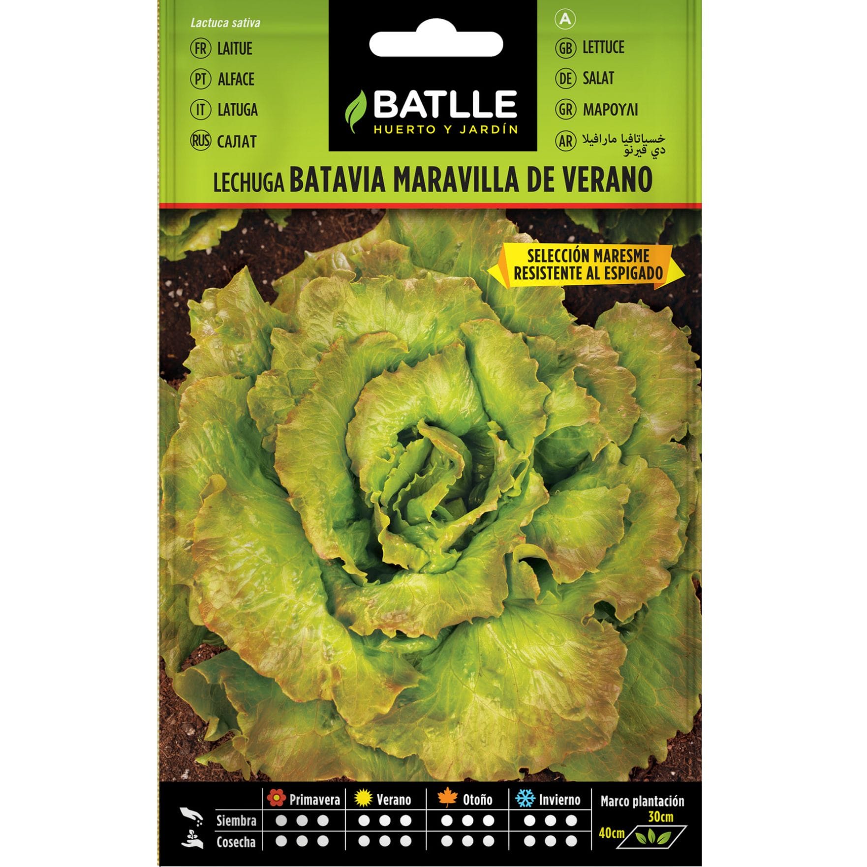 Diseño sin título (2) LECHUGA MARAVILLA VERANO MARESME - Imagen 1