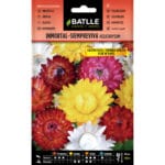 INMORTAL SIEMPREVIVA HELICHRYSUM