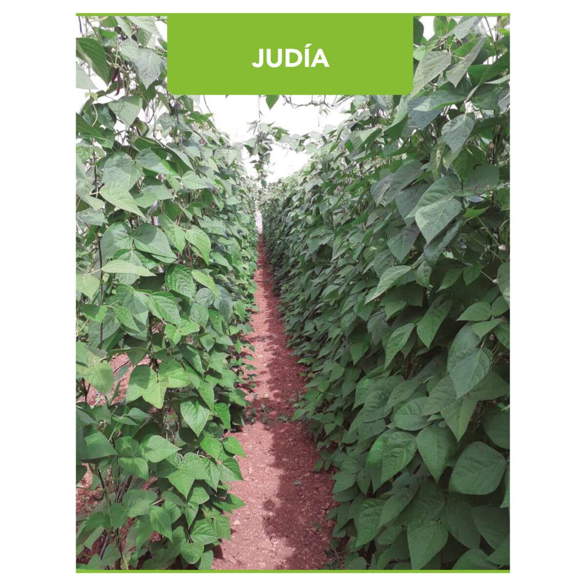 JUDIA ROCHELLE PROFESIONAL 250 G - Imagen 2