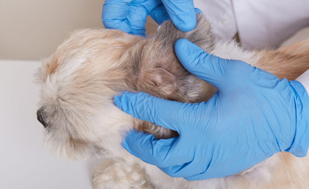 Las garrapatas son uno de los parásitos externos más comunes —y peligrosos— para nuestros amigos de cuatro patas. Aunque a simple vista puedan parecer inofensivas, pueden transmitir enfermedades graves como la babesiosis, la ehrlichiosis o la enfermedad de Lyme. Además, su presencia suele pasar desapercibida hasta que ya están adheridas a la piel del animal. Por eso, es fundamental contar con una rutina de prevención eficaz contra garrapatas en perros y gatos, especialmente durante los meses más cálidos del año. En este artículo te explicamos cómo detectarlas a tiempo, qué productos usar, qué hábitos te ayudarán a evitar contagios y qué hacer si encuentras una garrapata en tu mascota. Con unos cuidados básicos y una buena planificación, puedes evitar problemas mayores y garantizar la salud y bienestar de tu compañero peludo durante todo el año.