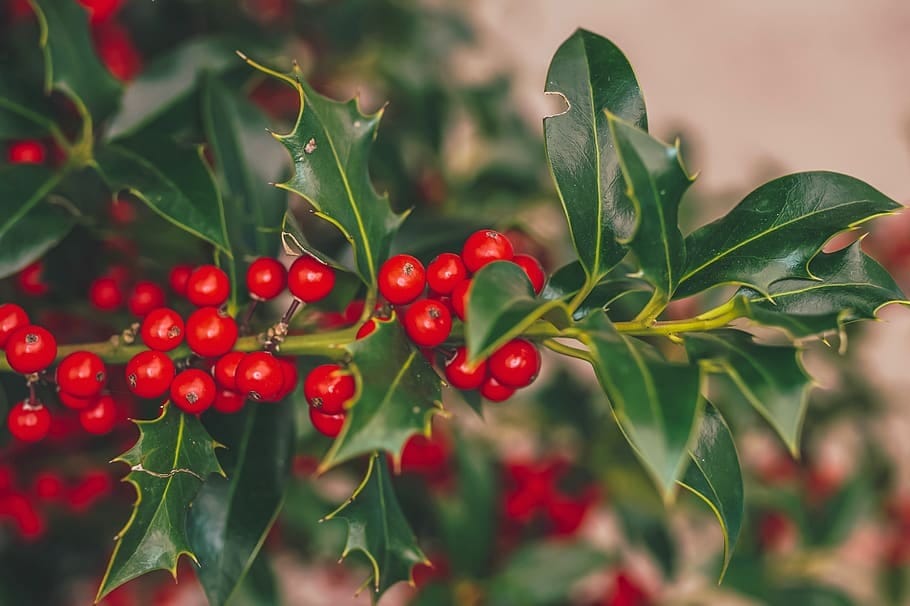 holly red christmas winter berri