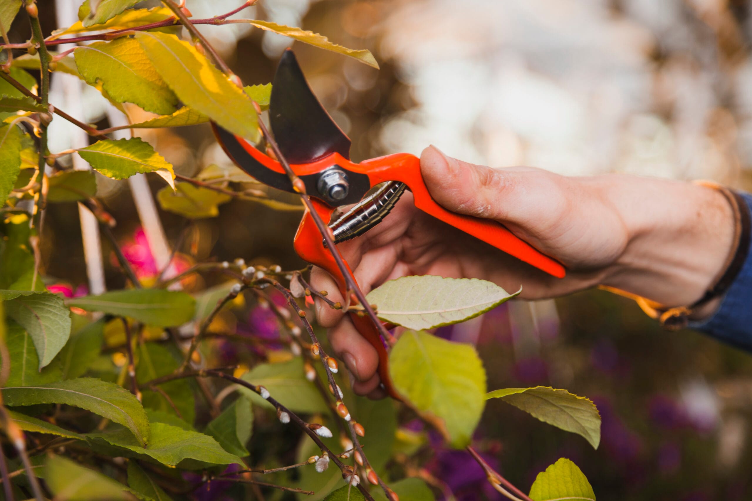 crop hand cutting plant scaled