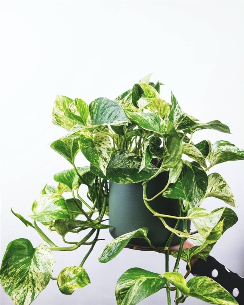 Photos cuidados completos de la planta colgante mas resistente 1