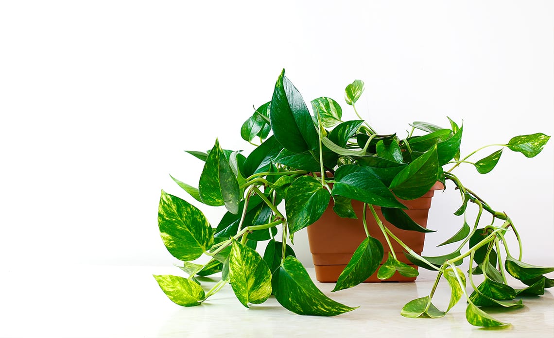 Photos (Poto): cuidados completos de la planta colgante más resistente