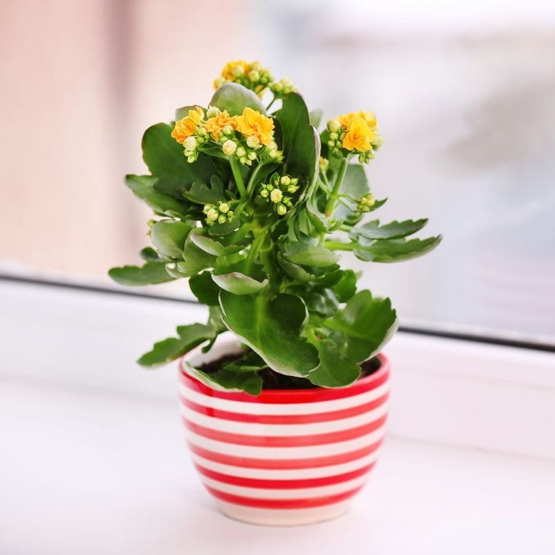 Kalanchoe: la planta suculenta que florece todo el año y es fácil de cuidar