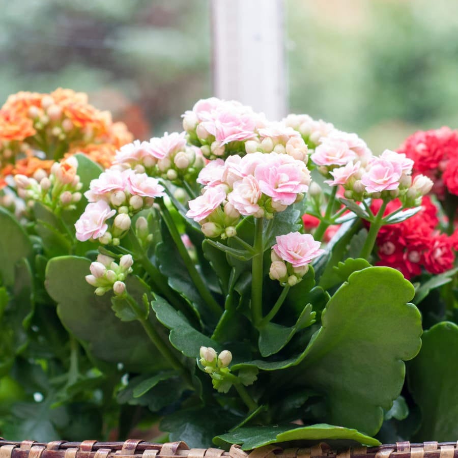 Kalanchoe: la planta suculenta que florece todo el año y es fácil de cuidar