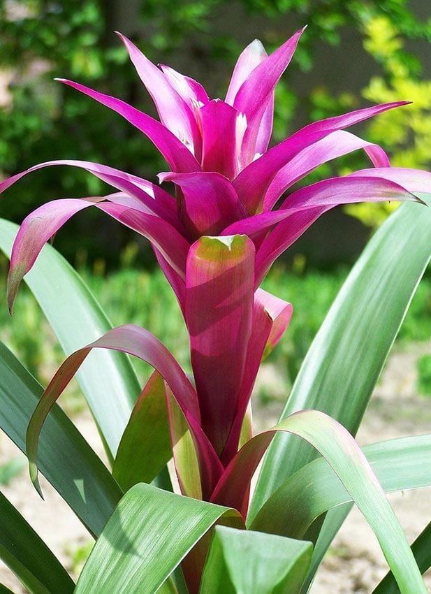 42a1988ce576 cultivar bromelia 4