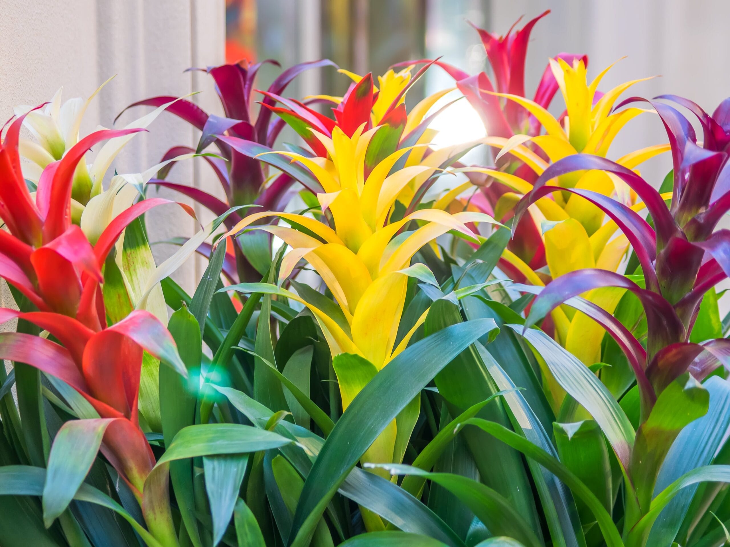 Bromelia Bromelie 02 scaled