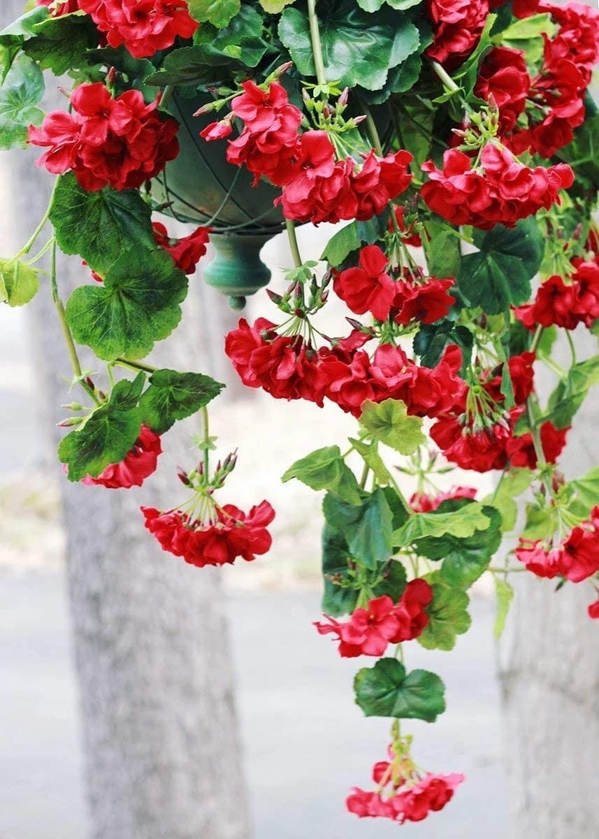 Geranios todo el año: guía completa de floración, poda y prevención de plagas