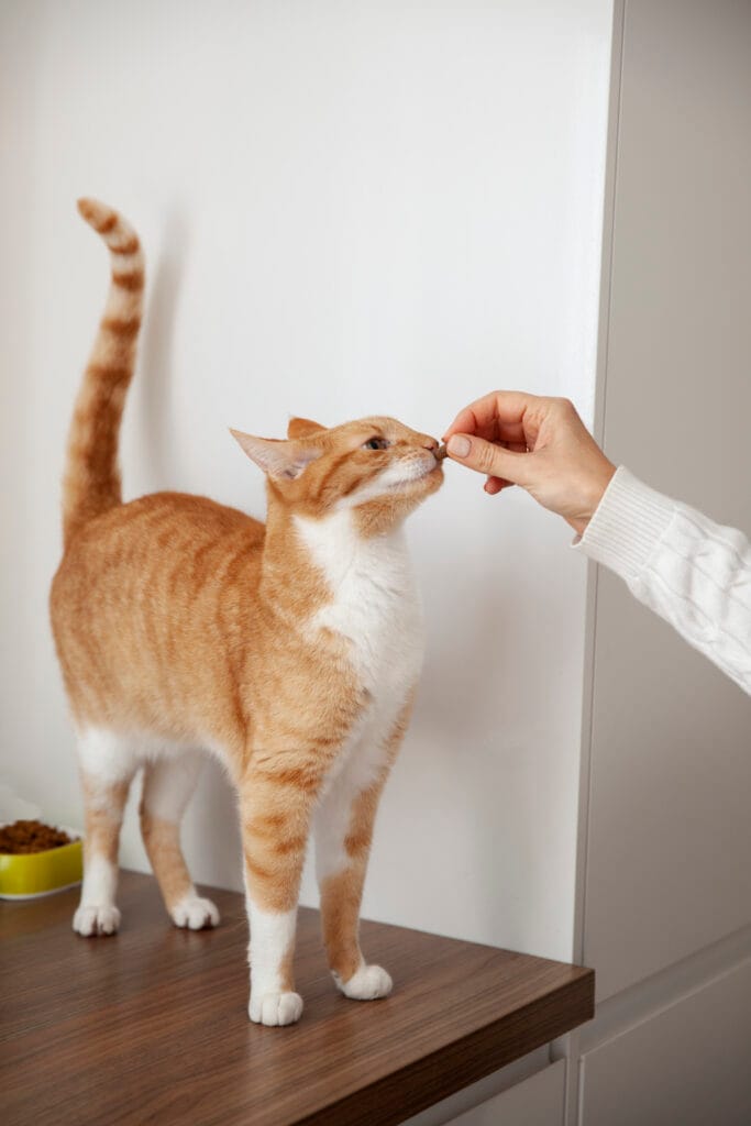 higiene dental en gatos
