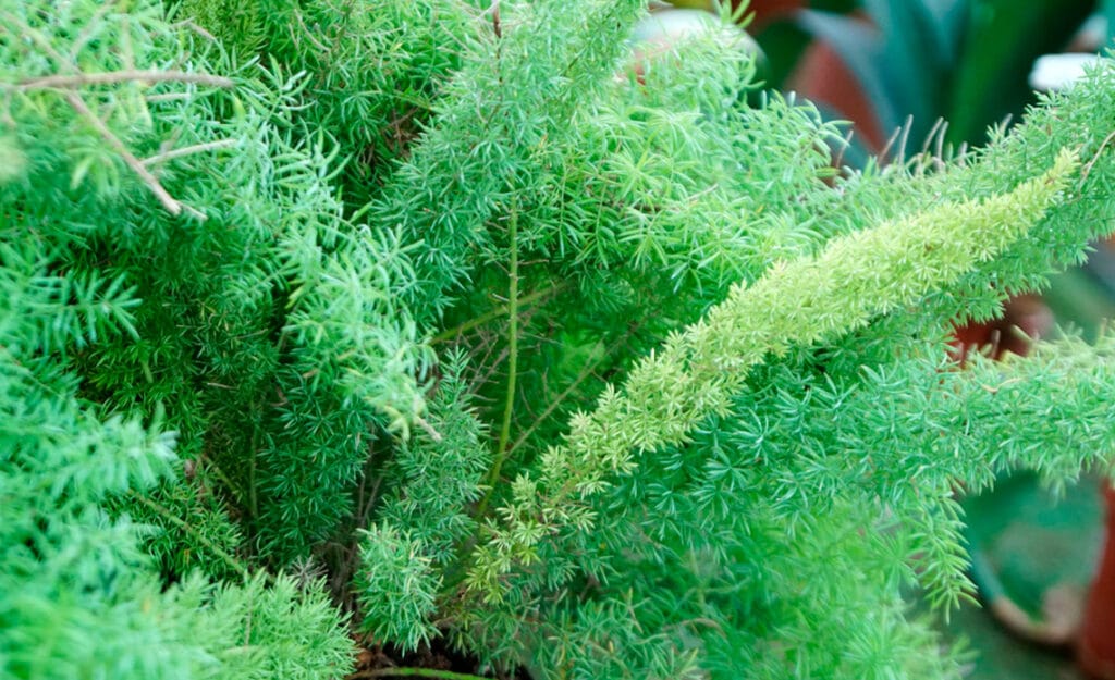 Esparraguera: cuidados, riego y dónde colocar esta planta resistente