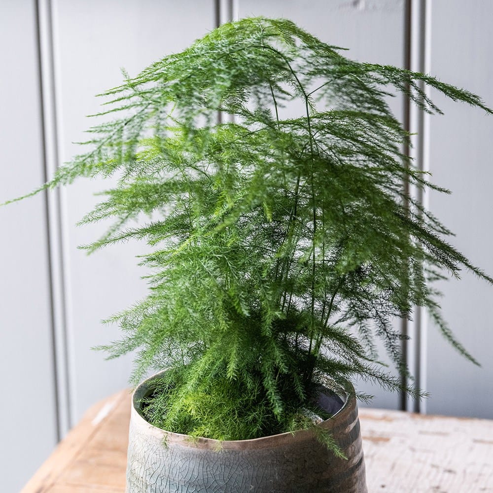Esparraguera: cuidados, riego y dónde colocar esta planta resistente