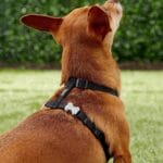 PETRAL NARANJ 20 MM CUELLO 37-61 - Imagen 5