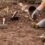 Tareas del huerto en otoño: Guía de preparación, cultivos y mantenimiento de temporada