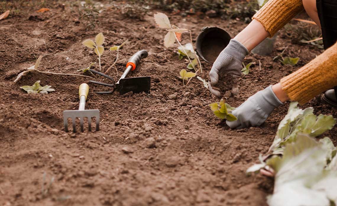 Tareas del huerto en otoño: Guía de preparación, cultivos y mantenimiento de temporada
